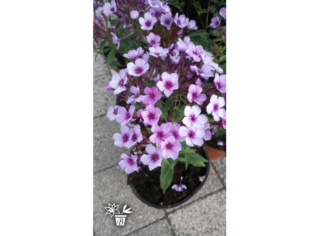 Phlox paniculata   'Early Purple Pink Eye'
